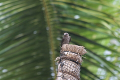 Phedina borbonica