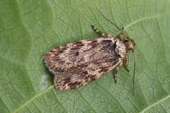 Depressaria ululana