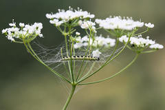 Depressaria ululana