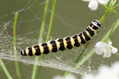 Depressaria ululana