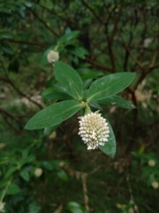 Pimelea ligustrina