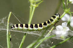 Depressaria ululana