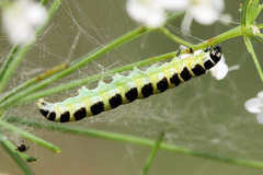 Depressaria ululana
