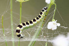 Depressaria ululana