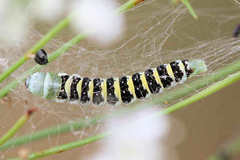 Depressaria ululana