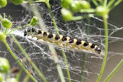 Depressaria ululana