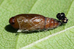 Depressaria ululana