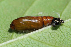 Depressaria ululana