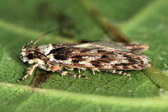 Depressaria ululana