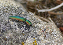 Nitidolimonius resplendens