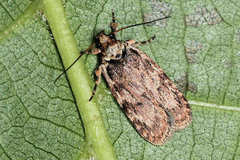 Depressaria ululana