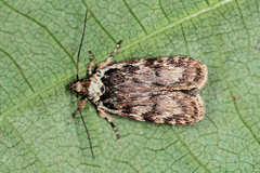 Depressaria ululana