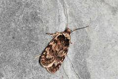 Depressaria ululana