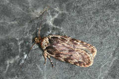 Depressaria ululana