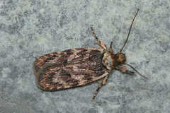 Depressaria ululana