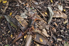 Nanhaipotamon aculatum