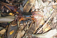 Nanhaipotamon aculatum