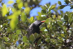 Hypsipetes borbonicus