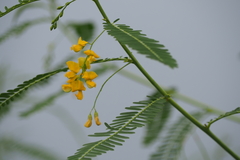 Sesbania cannabina