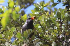 Hypsipetes borbonicus