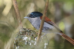 Terpsiphone bourbonnensis