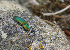 Nitidolimonius resplendens