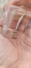 Hyla chinensis