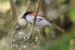 Terpsiphone bourbonnensis