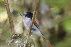 Terpsiphone bourbonnensis