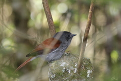 Terpsiphone bourbonnensis