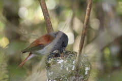 Terpsiphone bourbonnensis