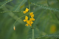 Sesbania cannabina