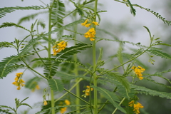 Sesbania cannabina