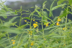 Sesbania cannabina