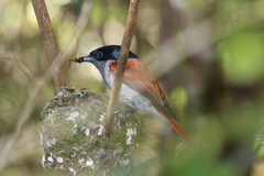 Terpsiphone bourbonnensis