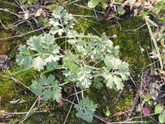 Artemisia absinthium