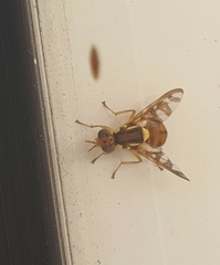 Bactrocera
