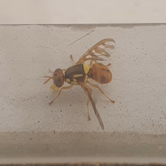 Bactrocera