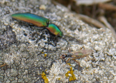 Nitidolimonius resplendens