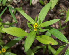 Melampodium strigosum