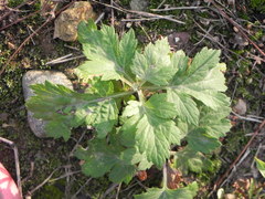 Artemisia vulgaris