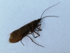 Anabolia