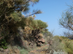 Genista thyrrena