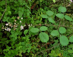 Rubus robiae