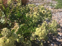 Hylotelephium maximum