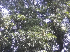 Semnopithecus priam thersites