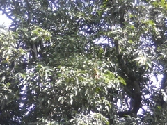 Semnopithecus priam thersites