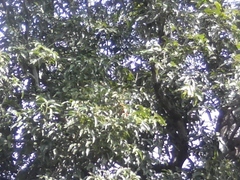 Semnopithecus priam thersites