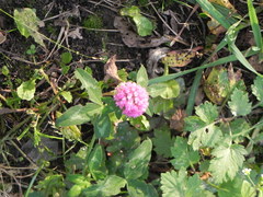 Trifolium pratense