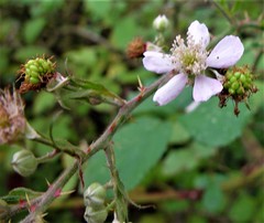 Rubus robiae